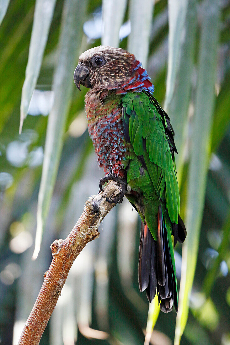 France, Paris. Vincennes. Vincennes Zoo. The Great greenhouse. Red-fan parrot (Deroptyus accipitrinus).