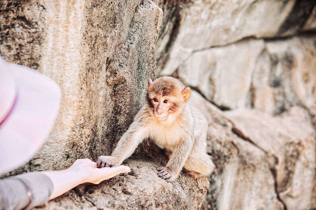 France, Lot, Rocamadour, Monkeys Forest, Human feeding a young Barbary macaque