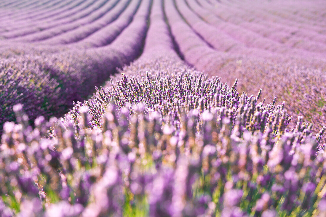 Europe, France, Provence Alpes Cote d'Azur, Plateau de Valensole 