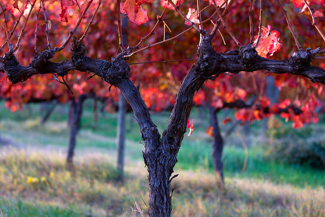 Europe, Italy, Umbria, Perugia district, Vineyards of Montefalco