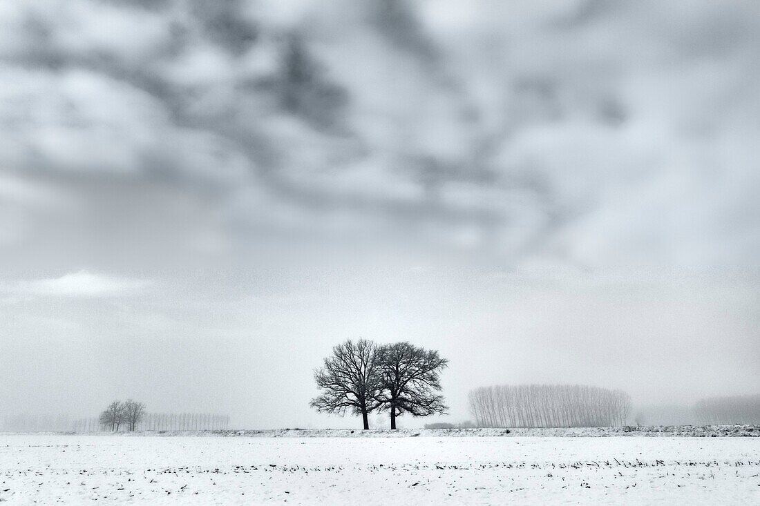 Plain Piedmont, Piedmont, Turin, Italy, Trees in the mist