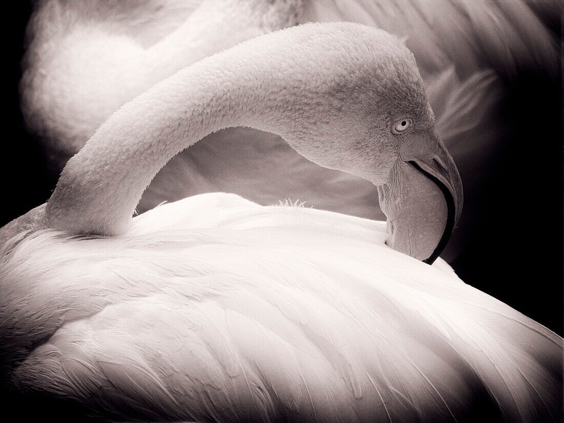 Camargue, France, Flamingo