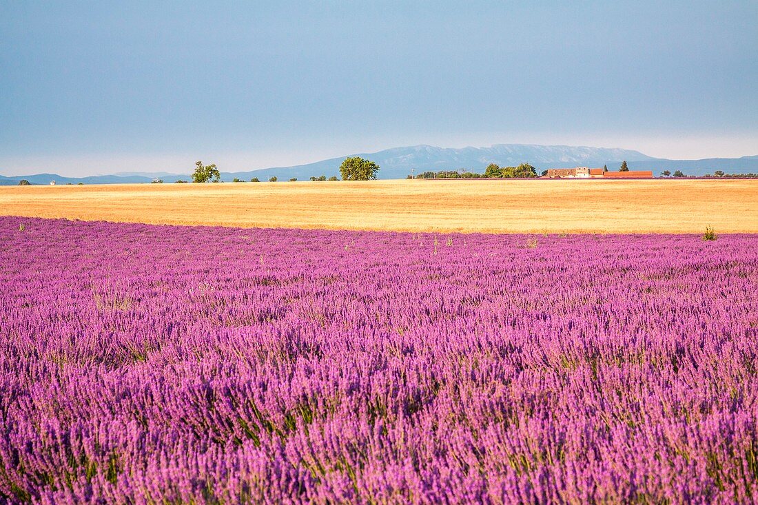 France, Provence Alps Cote d'Azur, Haute Provence, Plateau of Valensole, Lavender field in full bloom