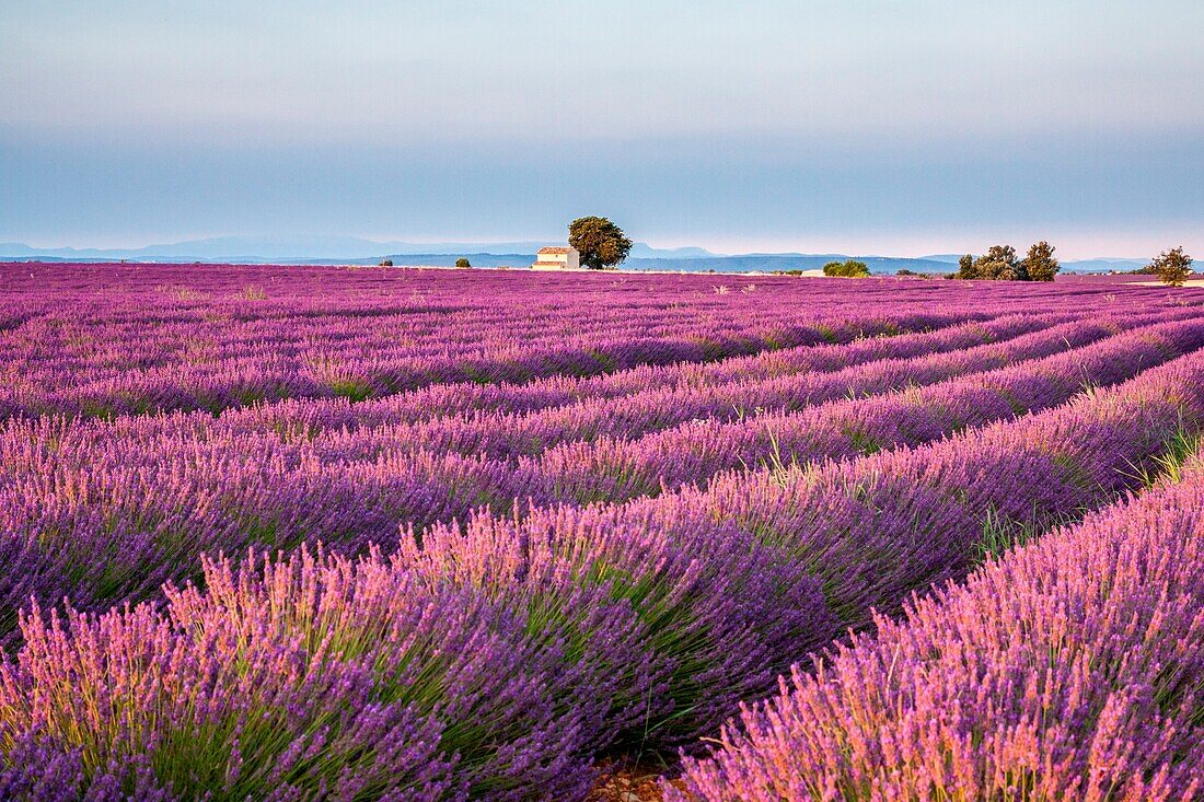 France, Provence Alps Cote d'Azur, Haute Provence, Plateau of Valensole, Lavender field in full bloom