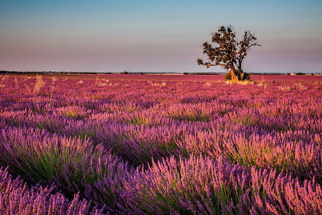 France, Provence Alps Cote d'Azur, Haute Provence, Plateau of Valensole, Lavender field in full bloom