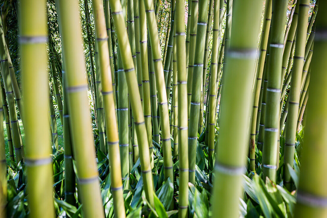 Bamboo stems in the gardens of Villa Melzi d'Eril in Bellagio, Lake Como, Lombardy, Italy