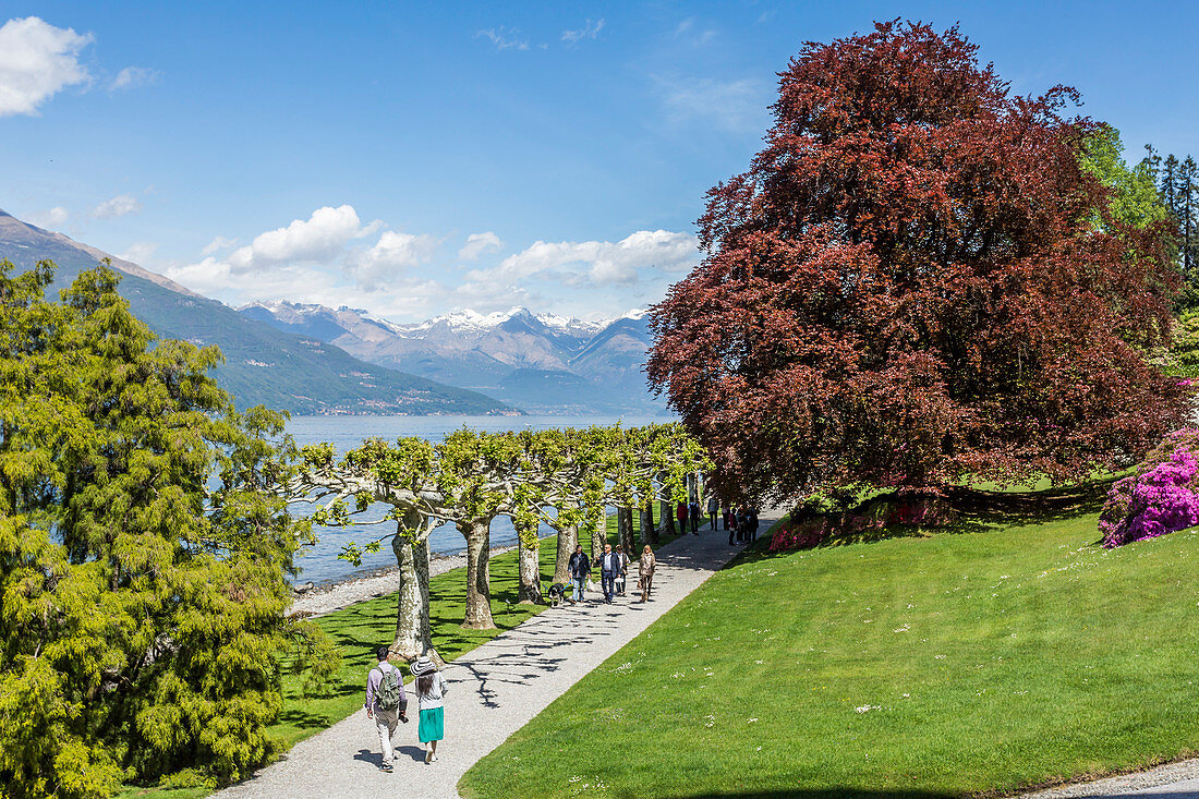 Trees in the gardens of Villa Melzi d'Eril, Bellagio, Lake Como, Lombardy, Italy