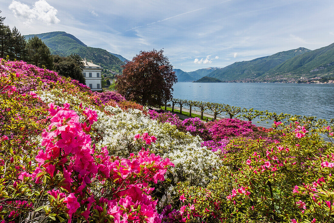 Flowers in the gardens of Villa Melzi d'Eril in Bellagio, Lake Como, Lombardy, Italy