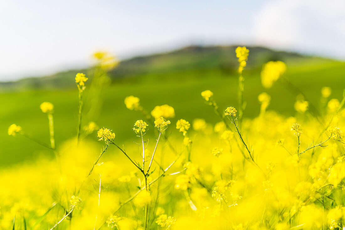Rapeseed flowers, Orcia Valley, Siena district, Tuscany, Italy