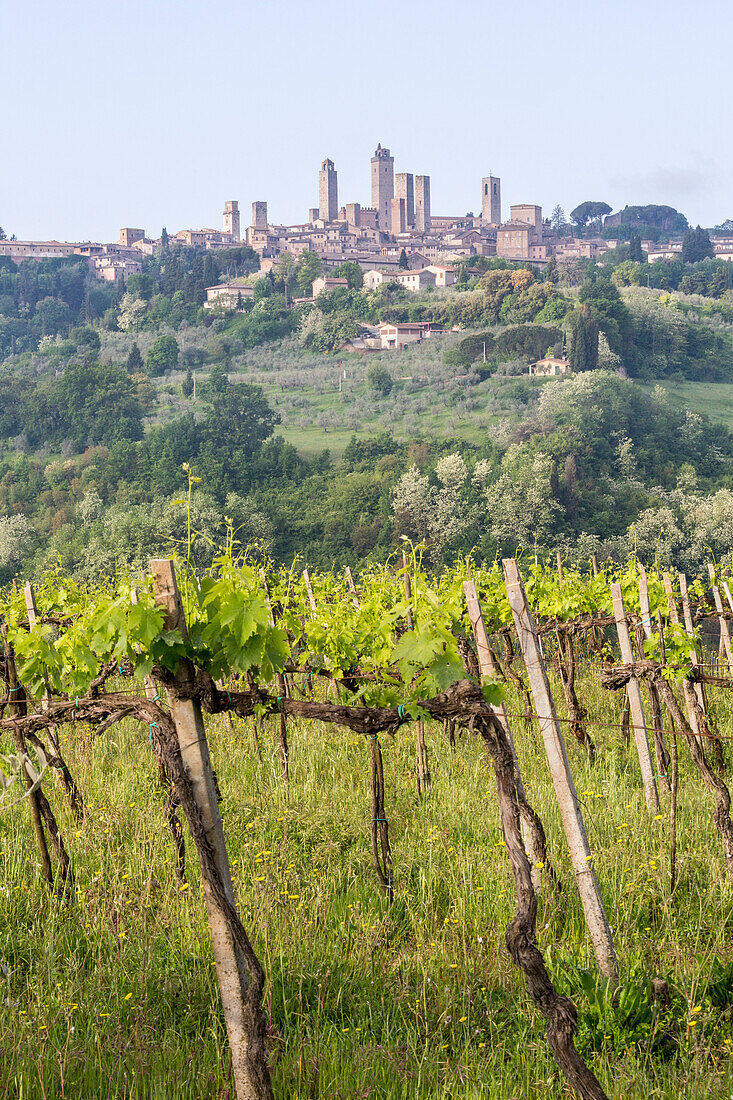 Vineyards and the town of San Gimignano on the background, Orcia Valley, Siena district, Tuscany, Italy
