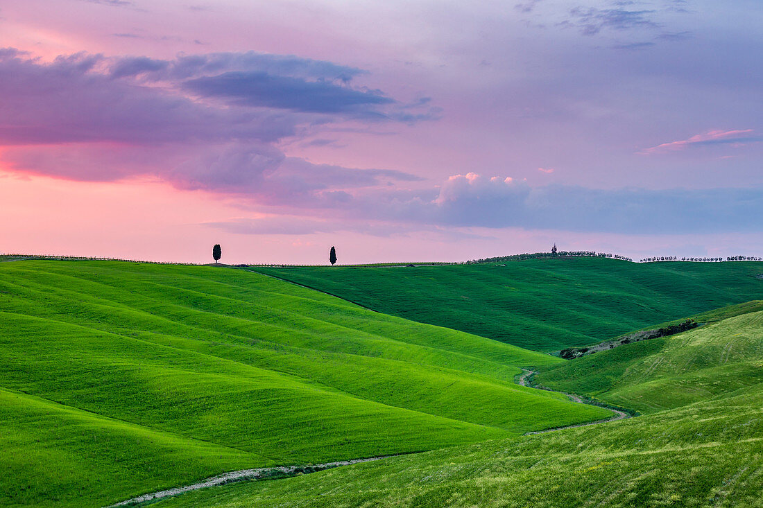 Cypresses at sunset in Orcia Valley, Siena district, Tuscany, Italy