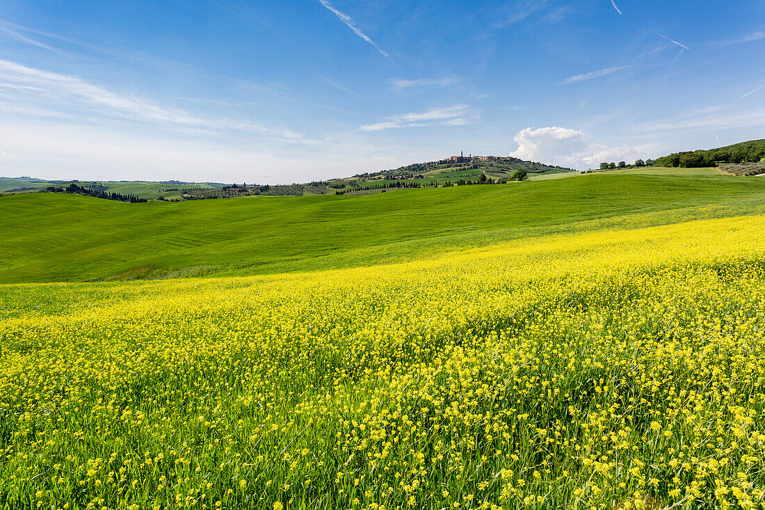 Expanse of rapeseed flowers and the town of Pienza on the background, Orcia Valley, Siena district, Tuscany, Italy