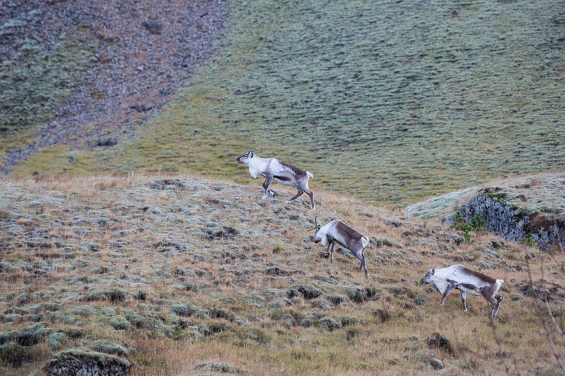 Three young wild reindeers, Iceland, Europe