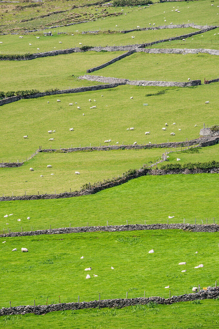Irish scenery with dry stone walls and sheeps, County Kerry, Munster, Ireland, Europe