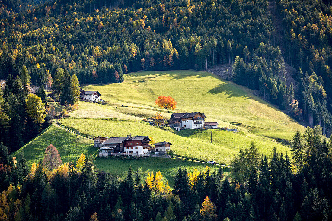 Autumnal scenery with mountain lodges and trees , Santa Maddalena, Funes, Bolzano, Trentino Alto Adige - Sudtirol, Italy, Europe