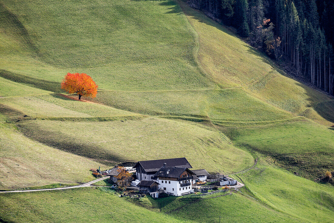 Mountain lodges and solitary autumnal cherry tree, Santa Maddalena, Funes, Bolzano, Trentino Alto Adige - Sudtirol, Italy, Europe