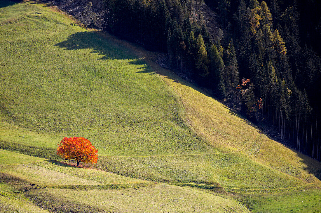 Lone cherry tree with autumnal leaves, Santa Maddalena, Funes, Bolzano, Trentino Alto Adige - Sudtirol, Italy, Europe