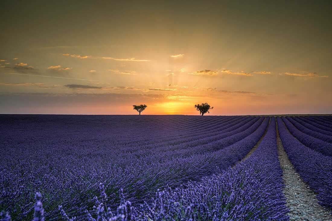 Lavender raws with trees at sunset, Plateau de Valensole, Alpes-de-Haute-Provence, Provence-Alpes-Cote d'Azur, France, Europe