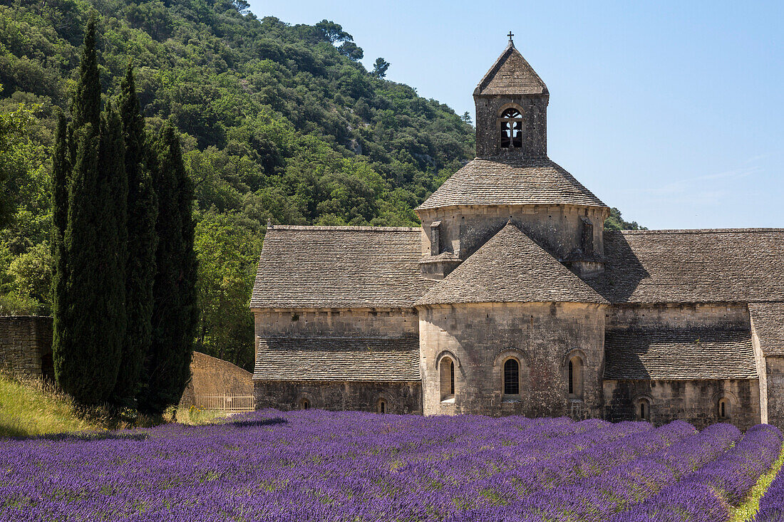 Lavender raws in front of the abbey of S?nanque, Gordes, Vaucluse, Provence-Alpes-Cote d'Azur, France, Europe