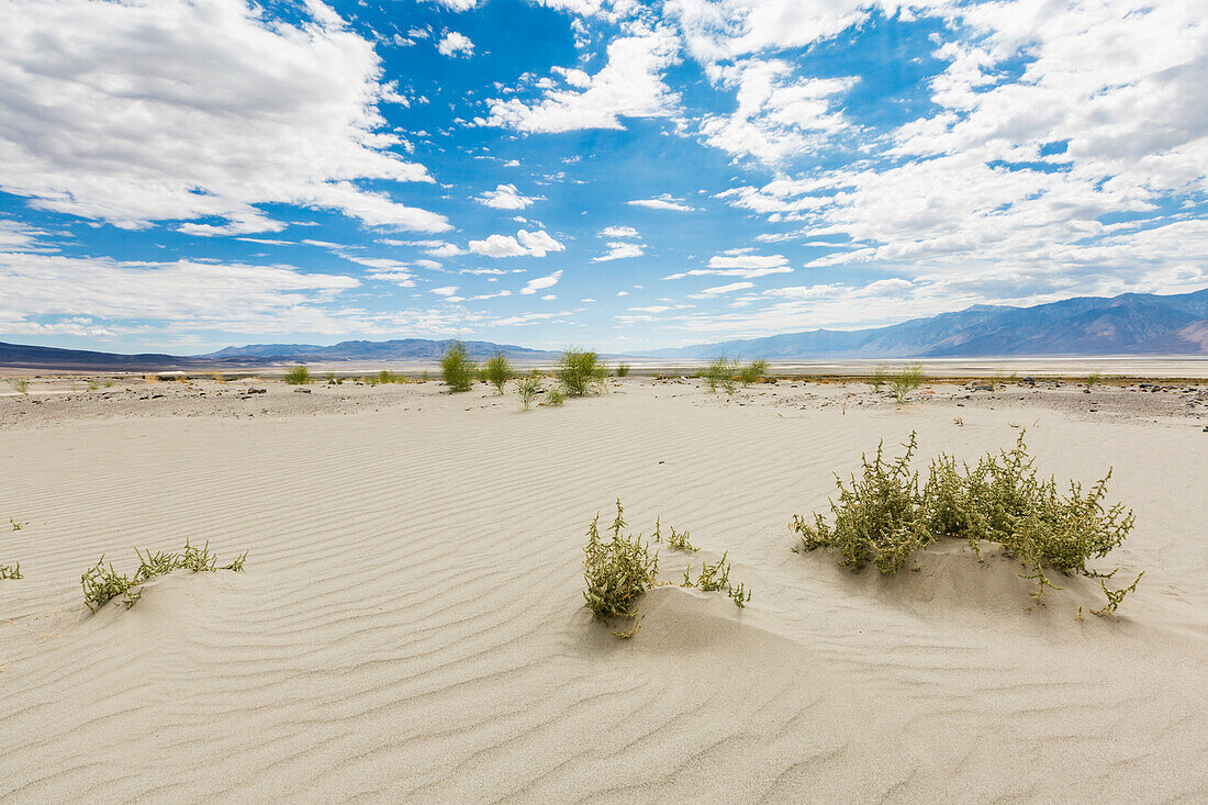 Desert landscape with bushes, Inyo County, California, USA