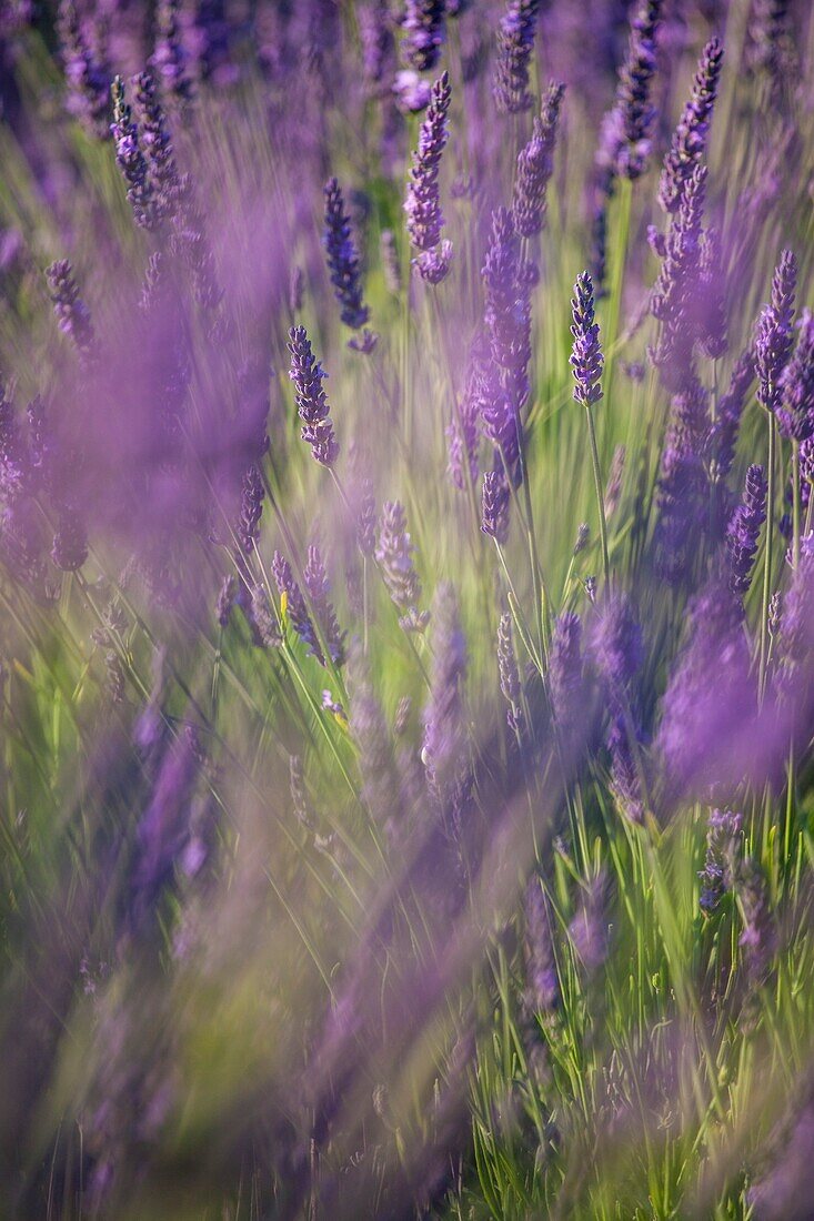 Valensole plateau, Provence, France, Lavender flowers