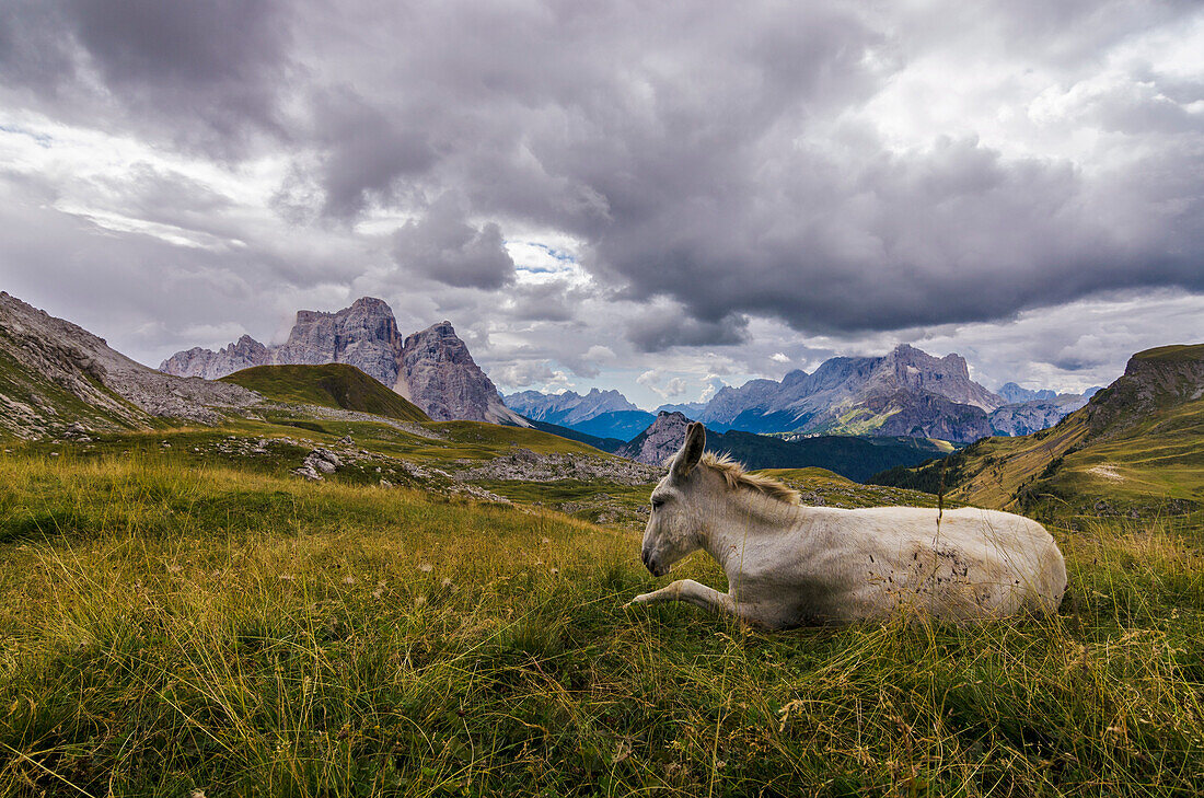 Mondeval, Belluno, Dolomites, Veneto, Italy, Mule and Pelmo at Mondeval