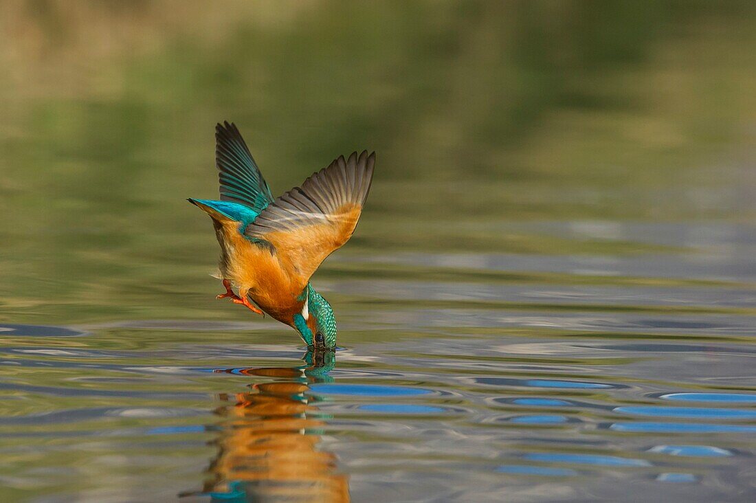 Kingfisher diving into water, Trentino Alto-Adige, Italy