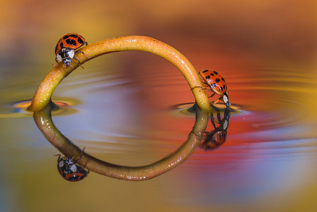 reflection of two ladybugs, Trentino Alto-Adige, Italy