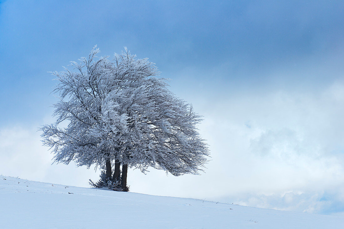 Italy, umbria, Perugia district, Castelluccio di Norcia - Frozen tree