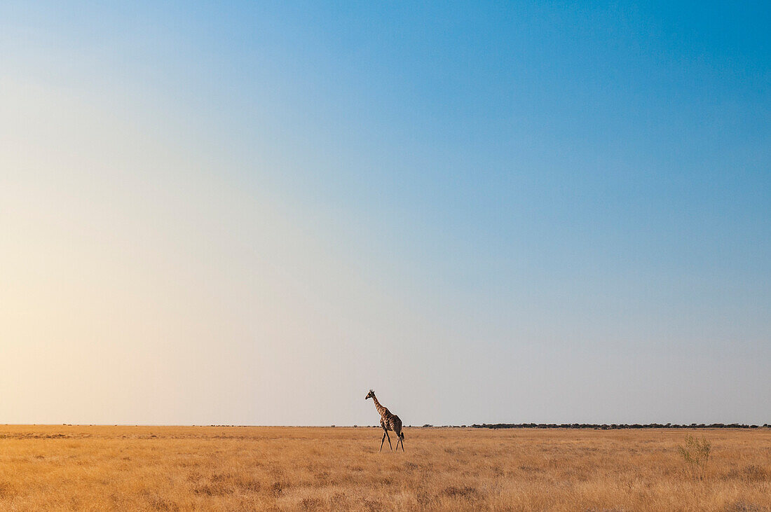 Etosha National Park, Namibia, Africa, Giraffe