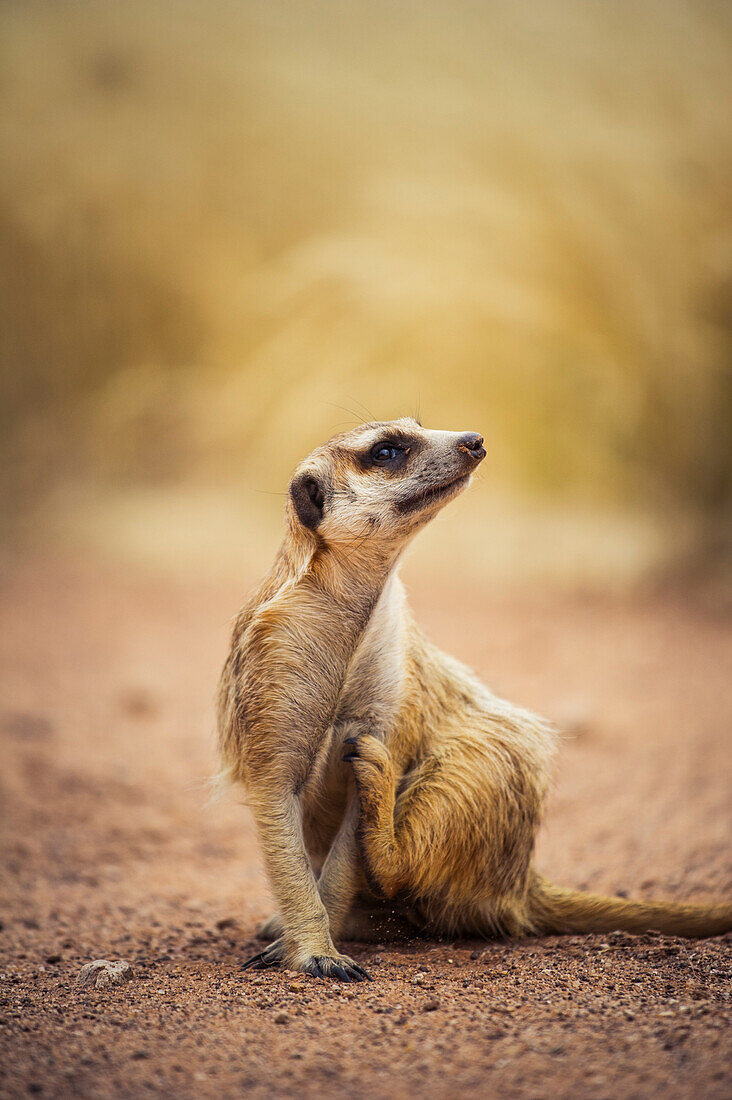 Kalahari desert, Southern Namibia, Africa, Meerkat