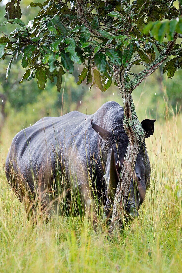 A white rhino in Ziwa Rhino sanctuary hides behind a tree
