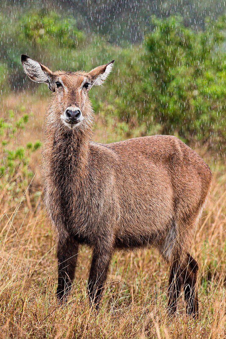 Waterbuck in heavy rain in Uganda, Queen Elizabeth National Park