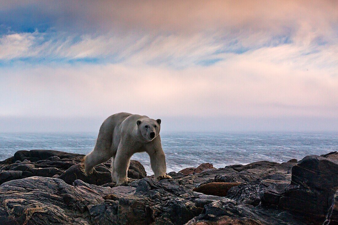 A polar bear wlaks at sunsrise on Kvitoya cliffs, eastern Svalbard