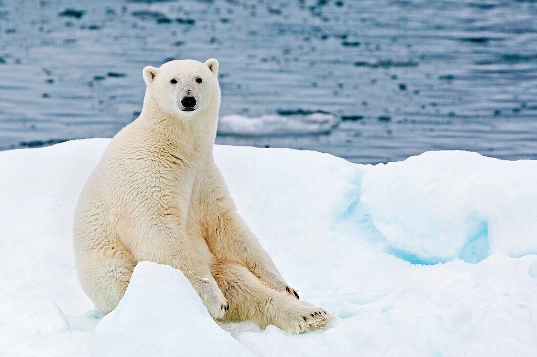 A polar bear sitting on a floating iceberg in the Arctic Ocean