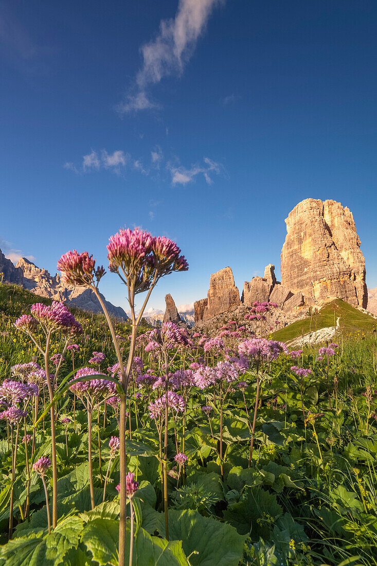 Europe, Italy, Veneto, Veneto, Belluno, Dolomites, Cinque Torri at sunset in the summer with a beautiful flowering of Adenostyles alpina