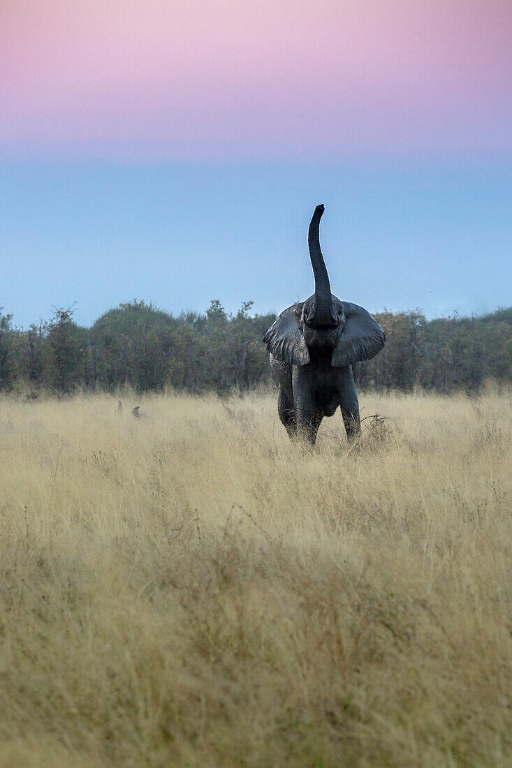 An elephant smelling the air with its trunk in search for dangers, disturbed by our presence, in the Savuti area of Chobe National Park