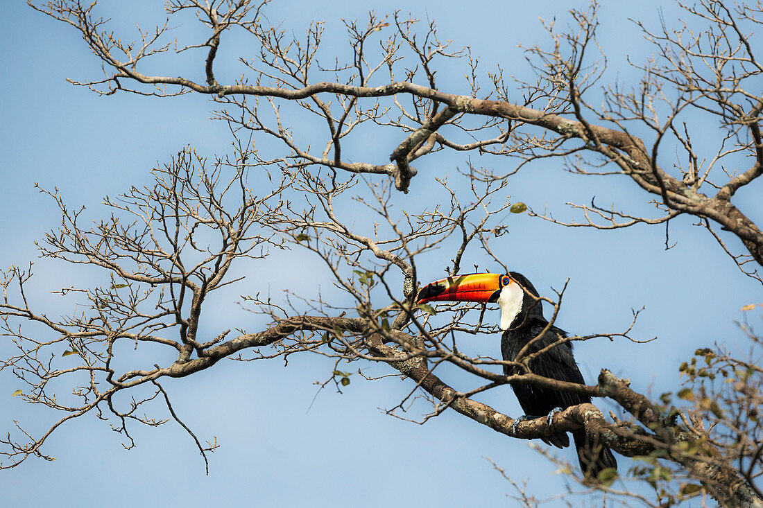 A toco toucan stands on a tree nearby Iguaz? waterfalls, Paran?, Brazil
