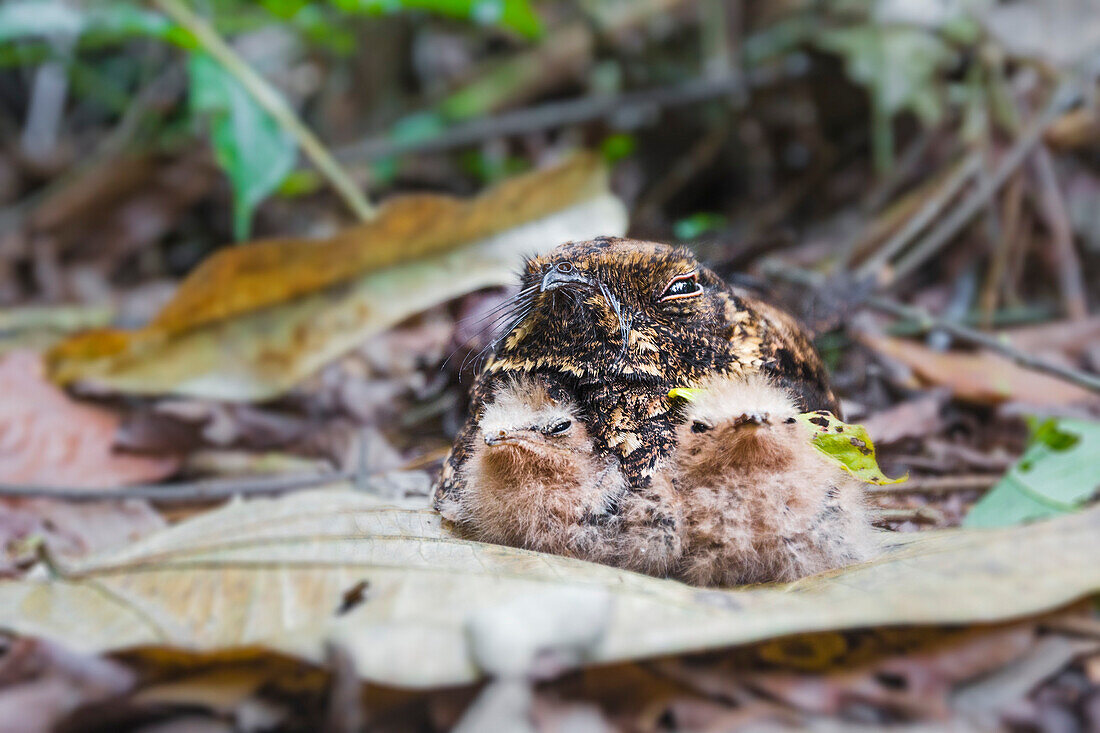 common pauraque, Ground bird from primary forest in Rio Tapajos protecting its newborn chicks camouflaging on the ground, Par?, Santarem, Brazil, South America