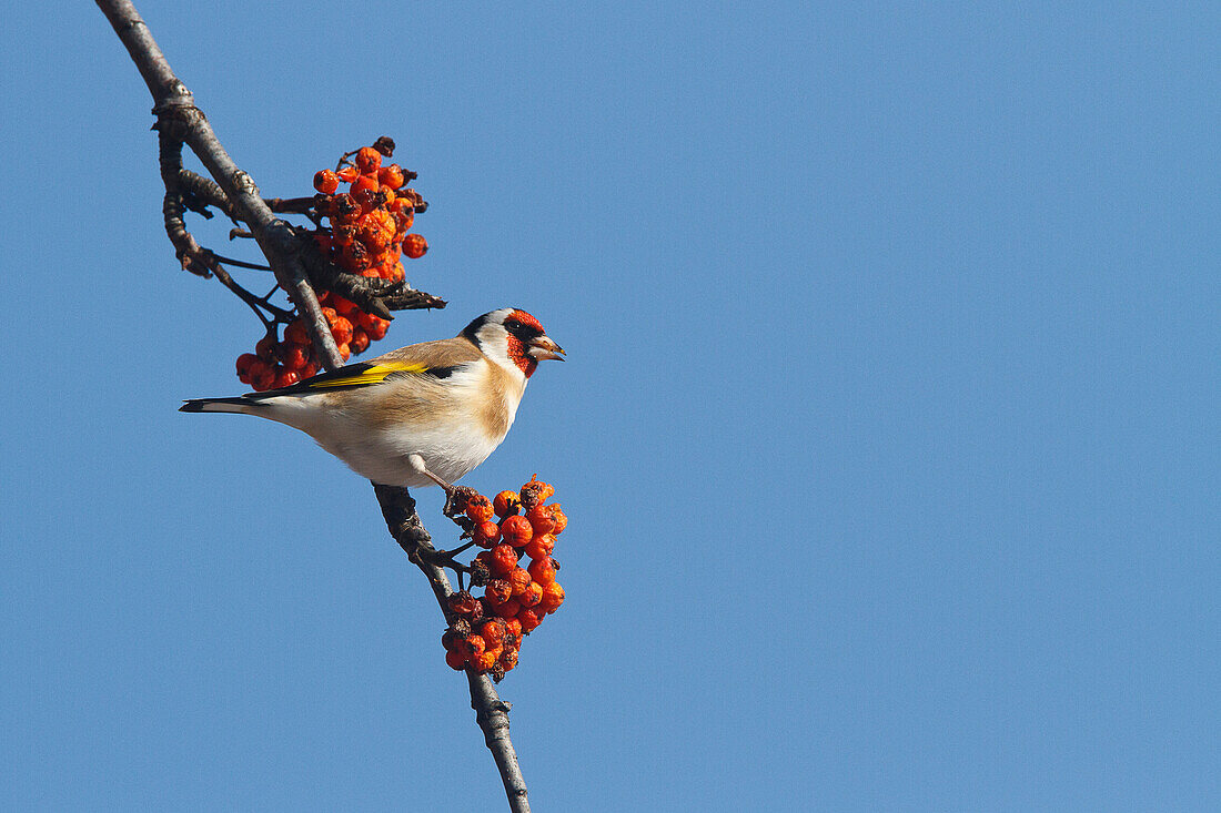 Lombardy, Italy, Goldfinch
