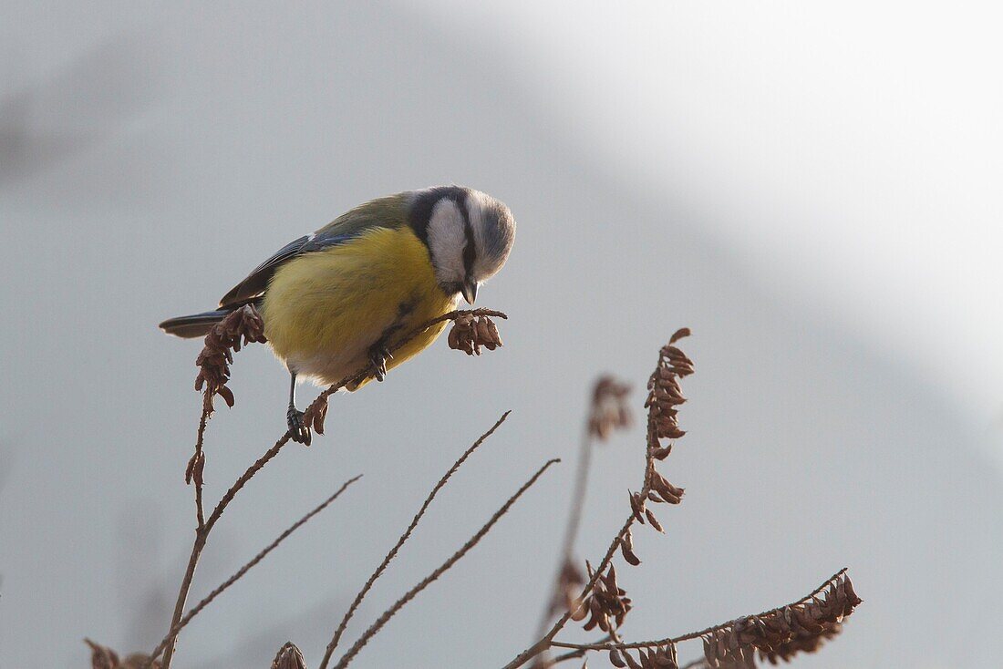 Sebino Natural Reserve, Lombardy, Italy, Blue tit