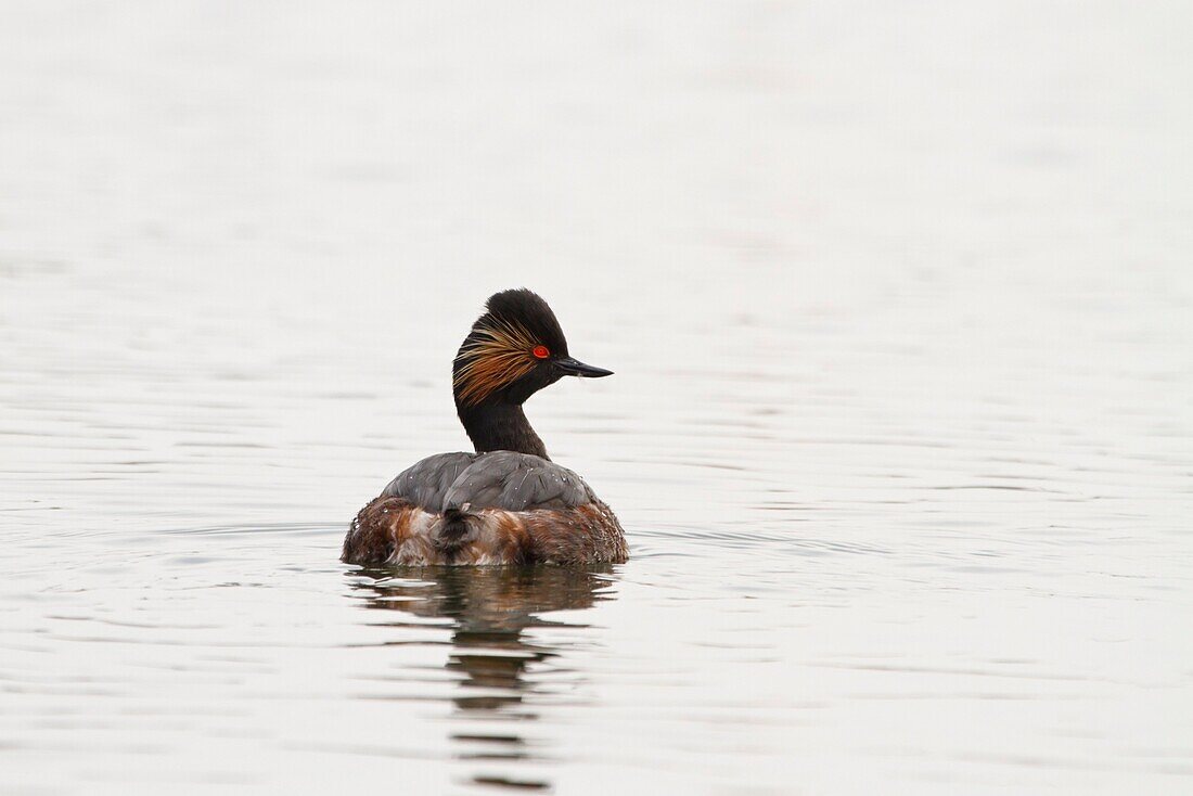 Delta Po Park, Emilia Romagna, Italy, Black-necked Grebe