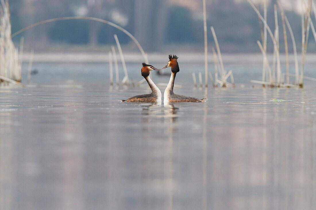 Iseo Lake, Lombardy, Italy, Great crested grebe