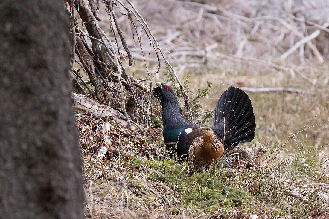 Trentino Alto Adige, Italy, Capercaillie