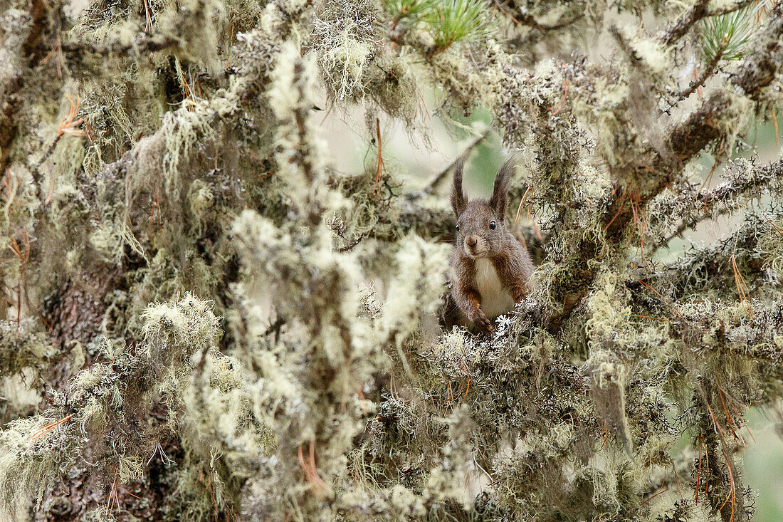 Roseg Valley, Switzerland, Red squirrel