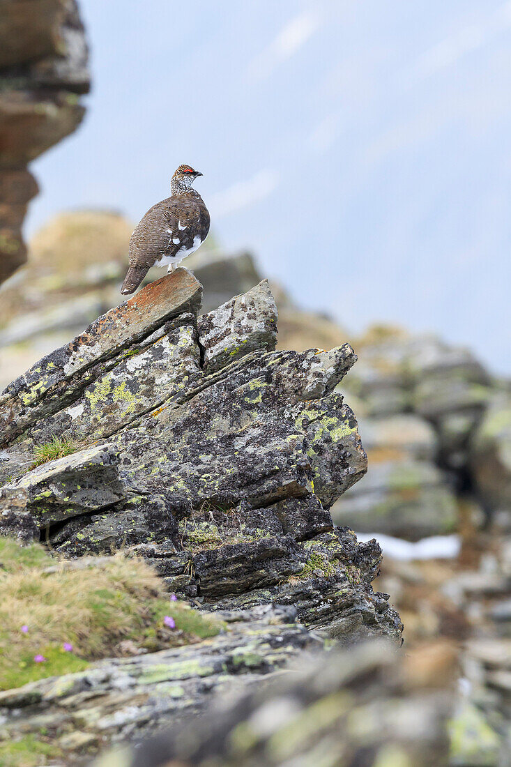 Trentino Alto Adige, Italy, Rock ptarmigan