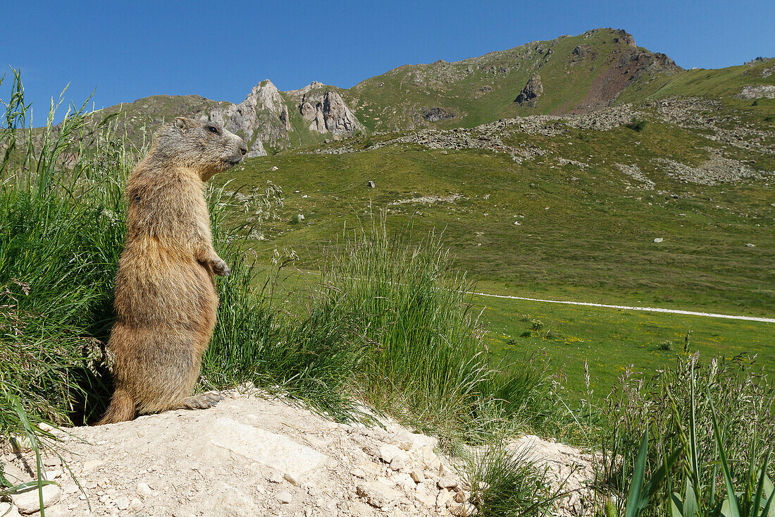 Stelvio National Park, Lombardy, Italy, Alpine marmot