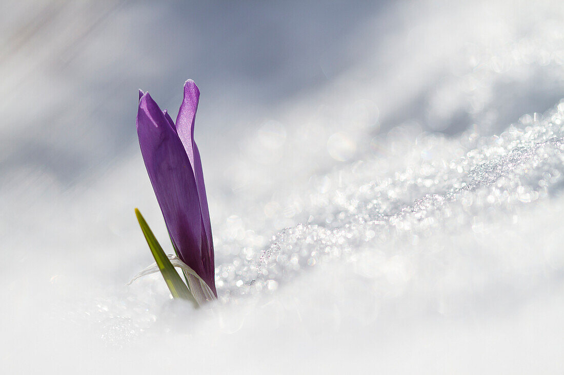 Lombardy, Italy, Crocus Vernus