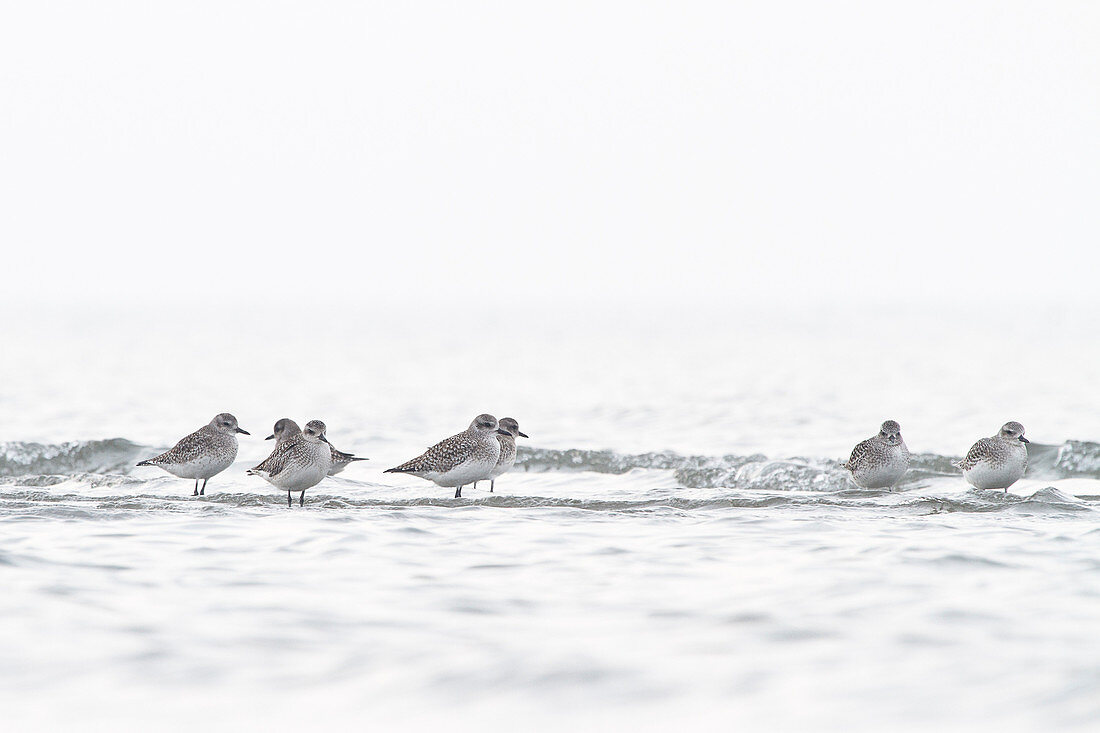 Delta Po Park, Emilia Romagna, Italy, Grey Plover