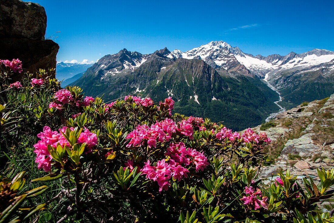 Rhododendrons in Malenco valley, in the background the Disgrazia peak, Lombardy, Italy, Europe